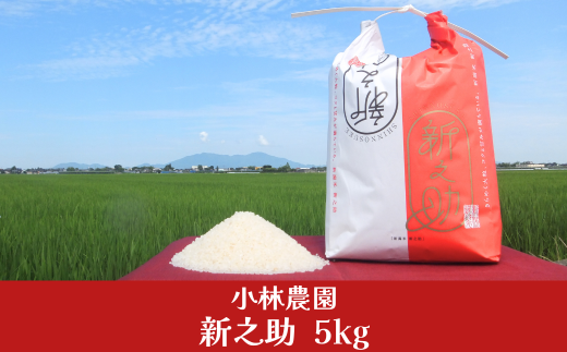 新之助 5kg 新潟県産 令和7年産 20