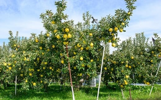 「酸味と甘みのバランスが絶妙な一押しのりんご」と島田さん。