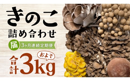  【 3ヶ月連続定期便 】きのこ の 詰め合わせ Sサイズ ( 約1kg ) （茨城県共通返礼品：城里町） キノコ セット 野菜 低カロリー ダイエット デトックス バラエティ セット 新鮮