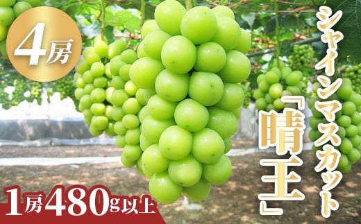 シャインマスカット「晴王」4房 (1房480g以上)【2026年8月下旬～10月下旬発送予定】