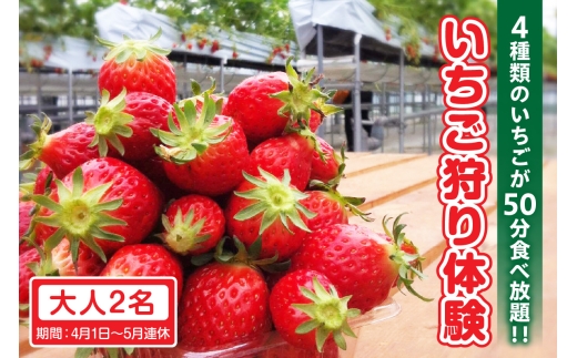 4種類のいちごが50分食べ放題！！いちご狩り体験（4月1日～5月連休）【大人2名】大人1名 苺 いちご狩り 苺狩り 体験 あきひめ 紅ほっぺ ゆめのか よつぼし トッピング 持込可能 練乳 クレープ 子連れ 観光 常滑市 ふるさと納税