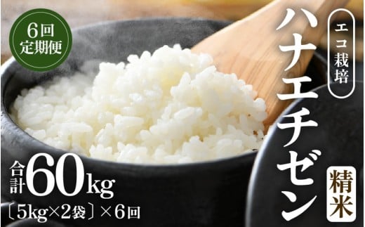 【先行予約】【令和8年産 新米】 定期便≪6ヶ月連続お届け≫エコ栽培ハナエチゼン 精米 10kg×6回（計60kg） ／ 鮮度抜群 福井県産 はなえちぜん ご飯 新鮮 白米 ※2026年9月上旬以降順次発送予定 [aw063-k002]