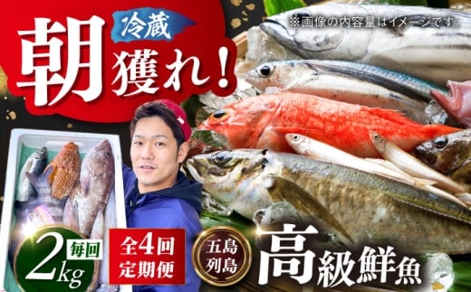 【全4回定期便】【五島列島直送】朝獲れ高級鮮魚セット2kg 五島市 / 鯛福丸水産[PDP005] 魚 鮮魚 セット 海鮮 直送 さかな 詰合せ 冷蔵 定期