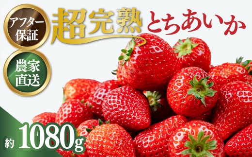 【3月以降発送】いちご 小島さんちの完熟 とちあいか レギュラーサイズ 約270g×4パック 合計 約1080g | いちご イチゴ 苺 とちあいか 完熟 大粒 果物 フルーツ くだもの あまい 甘い 産地直送 栃木県産 小島いちご園 栃木県 茂木町