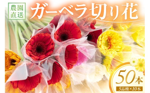 御坊の花　農園直送　ガーベラ切り花５０本