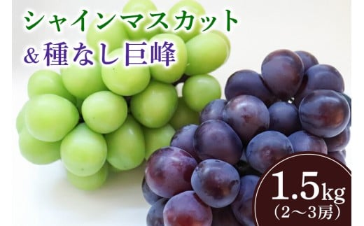 【2026年先行予約】シャインマスカットと巨峰（種なし）1.5kg（2～3房） 葡萄 ブドウ フルーツ 果物 くだもの 産地直送 茨城県 石岡市 A02-024 2423499 - 茨城県石岡市