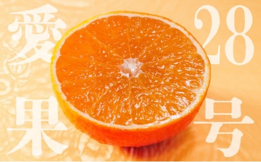 愛果28号 (紅まどんな と同品種) ギフトボックス Lから2Lサイズ 5玉 贈答用 A品 秀品【2025年11月中旬から発送】 | あいか 紅まどんな 紅マドンナ と 同品種  愛媛みかん  みかん ミカン mikan   お取り寄せ 産地直送 数量限定 人気 おすすめ 愛媛県 松山市  蓮果園