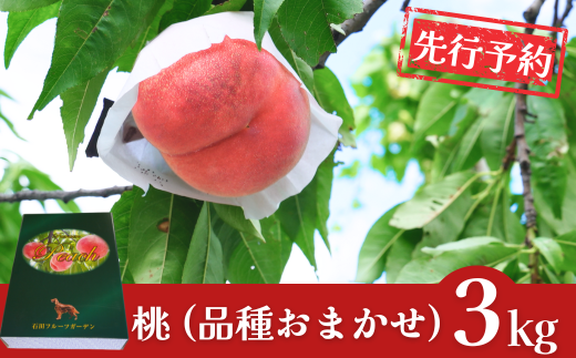 先行予約 桃 約3kg [2026年発送分] 令和8年産 新潟フルーツ 新潟県産桃  [石田フルーツガーデン] 【015P058】