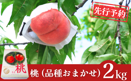 先行予約 桃 約2kg [2026年発送分] 令和8年産 新潟フルーツ 新潟県産桃 [石田フルーツガーデン]【011P011】