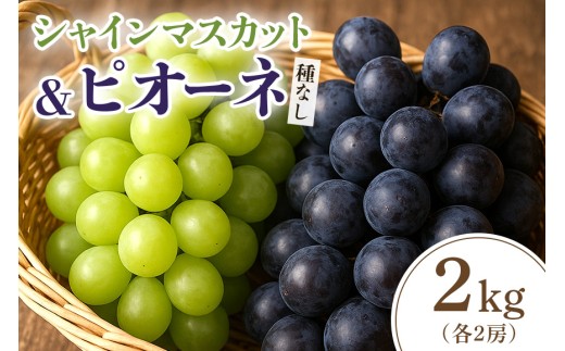 【2026年先行予約】シャインマスカットとピオーネ(種なし)2kg(シャインマスカット2房、ピオーネ2房) 葡萄 ブドウ フルーツ 果物 くだもの 産地直送 茨城県 石岡市 A02-026