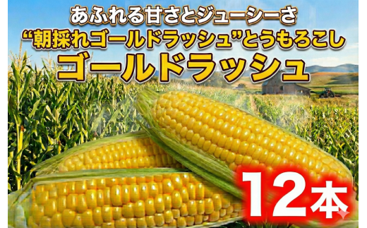 とうもろこし ゴールドラッシュ 12本 朝採り とれたて トウモロコシ 先行予約 2026年6月発送 コーン 新鮮 ジューシー 甘い ko-n こーん 美味い おやつ とうきび 国産 旬 夏野菜 野菜 やさい 数量限定 農家直送 産地直送 神奈川 湘南 藤沢 亀井農園