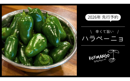 【 先行予約 2026年9月上旬順次発送】 採りたてフレッシュなハラペーニョ 辛くて旨い！ 1kg コジカジュ園 農家直送 茨城県 八千代町 [CX008ya]