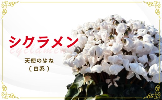 シクラメン 白 天使のはね 5寸  ホワイト| 植物 観葉植物 鑑賞用 緑 自然 インテリア リビング 室内 幸せ 丈夫 プレゼント お祝い 引っ越し祝い 新築祝い ハッピー グリーンギフト 花 茨城県 常陸太田市
