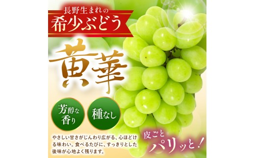 【先行受付：2026年発送】松本生まれの品種 ぶどう 黄華 (おうか) 2房 約1kg｜黄華 長野県 信州 松本市 松本原産 松本発祥 果物 ぶどう マスカット フルーツ ブドウ  甘い 葡萄 種無し 新鮮 信州産 先行予約 シャインマスカット