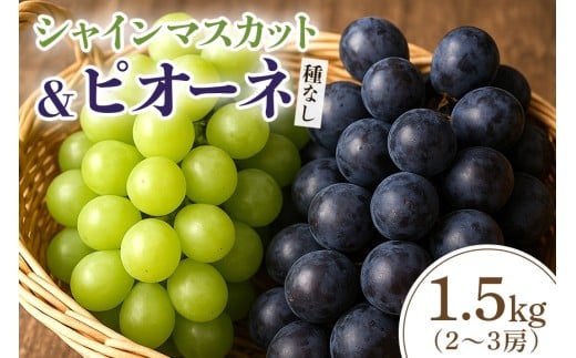 【2026年先行予約】シャインマスカットとピオーネ(種なし)1.5kg(2~3房) 葡萄 ブドウ フルーツ 果物 くだもの 産地直送 茨城県 石岡市 A02-025