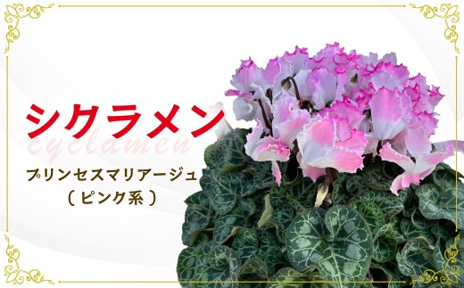 シクラメン ピンク プリンセスマリアージュ 5寸 | 植物 観葉植物 鑑賞用 緑 自然 インテリア リビング 室内 幸せ 丈夫 プレゼント お祝い 引っ越し祝い 新築祝い ハッピー グリーンギフト 花 茨城県 常陸太田市