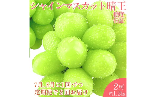 シャインマスカット 晴王 2房 約1.2kg 【先行予約：2026年7月上旬～8月下旬発送予定2回定期便】 岡山県産 種無し 皮ごと食べる みずみずしい 甘い フレッシュ 温室栽培 瀬戸内 晴れの国 おかやま 果物大国 満天フルーツ 定期便 冷蔵 岡山県 倉敷市