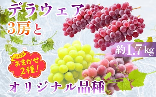 デラウエア3房とオリジナル品種おまかせ2種 約1.7㎏ 中村オリジナルぶどう園l 詰め合わせ 希少 中村オリジナルぶどう園 オリジナル品種含む おまかせ 2種ぶどう 詰め合わせ!※発送前のご連絡についてご注意ください 約 1.7kg 葡萄 ブドウ グレープ フルーツ 果物 小粒 皮ごと食べられる くだもの 果汁 ジューシー 食品 送料無料