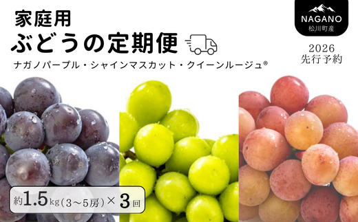 TK33-26A 【先行予約】ぶどうの定期便【家庭用】(ナガノパープル/シャインマスカット/クイーンルージュ🄬) 約1.5kg×3回 /2026年9月初旬頃~10月初旬 配送予定 // 長野県 南信州 種なし 皮ごと 定期便 食べ比べ 贈答 ギフト 新鮮 希少 家庭用 訳あり