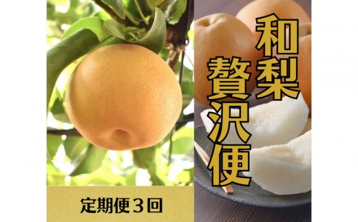 2026年度発送 【定期便3回】 和梨贅沢便
