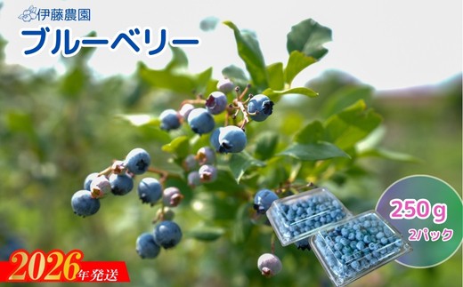No.3243　ブルーベリー（生）約250ｇ×2パック