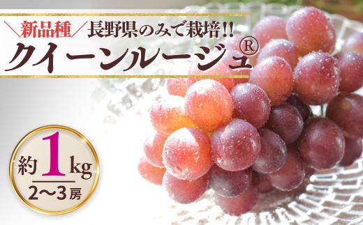 【2026年先行予約】クイーンルージュ® 約1kg(2~3房)※最低900g以上 | ぶどう 葡萄 ブドウ グレープ 赤ぶどう 種無し 種なし 皮ごと 果物 くだもの フルーツ 信州ぶどう 信州葡萄 産地直送 信州 長野 千曲市