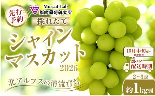 【先行予約】B　2026  シャインマスカット　２房～３房　約1キロ弱 【2026年10月中旬頃～順次発送予定】長野県産 　国際特許有機肥料栽培