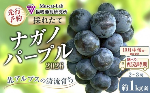 【先行予約】C　2026　ナガノパープル　2房～3房　約1キロ弱　長野県産【2026年10月中旬頃～順次発送予定】国際特許有機肥料栽培 2453876 - 長野県大町市