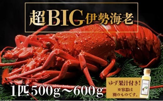 超BIG伊勢海老＜1匹＞【冷凍】刺身OK 国産 東洋町産 天然 新鮮 海鮮 四国 お取り寄せ お祝い 記念日 贈り物 送料無料 生 S201