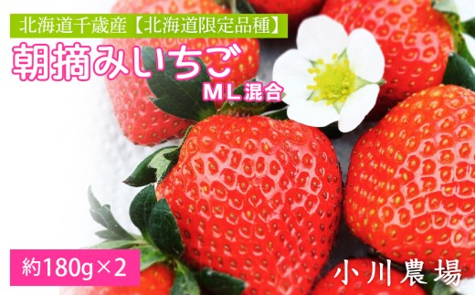 2026年発送予約☆北海道千歳産 【北海道限定品種:けんたろう/ゆきララ】朝摘みいちごML混合 約180g×2【小川農場】