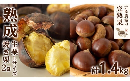 【 吉原農場 の 完熟栗 】 熟成 生栗 1kg Lサイズ  ・ 焼き栗 2袋 セット 令和7年産 完熟 栗 くり クリ 栗ごはん 贈答 ギフト 果物 フルーツ 数量限定 旬  秋 冬 正月 おせち [CX006ci]