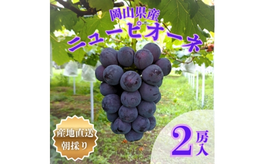 ＜先行受付＞岡山県産朝採りニューピオーネ　2房入(約1kg)【1704346】