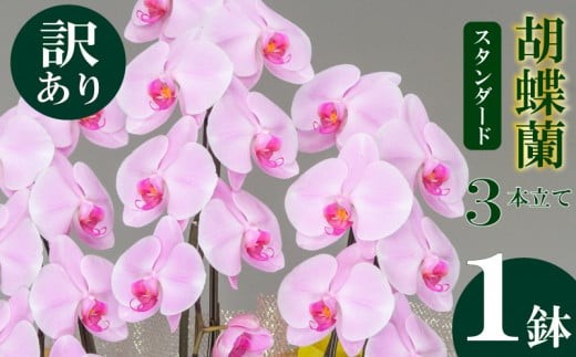 【訳あり】胡蝶蘭 3本立て ピンク スタンダード お祝い 須崎洋蘭園 SY013 1432180 - 高知県須崎市