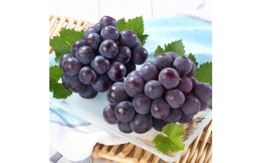 岡山県産　オーロラブラック2房＜冷蔵＞2026年発送【1709338】