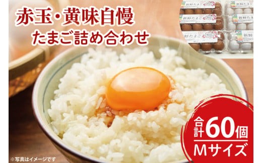 【数量限定】赤玉・黄味自慢 たまご詰め合わせ60個【卵 玉子 タマゴ 新鮮 タンパク質 目玉焼き 茨城県 水戸市】（LB-2）