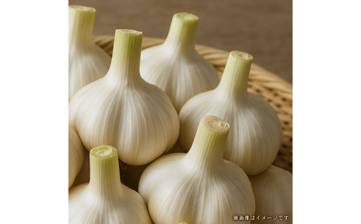 【新物】生にんにく 約3kg