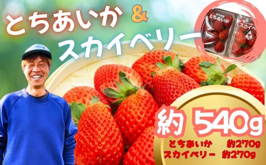 とちあいか・スカイベリー 食べ比べ 約540g | 食べ比べ 赤  ハート型 大粒 上品 華やか 苺 strawberry ストロベリー おいしい 甘い ジューシー 贈答用 プレゼント ご褒美 スイーツ おやつ 高評価 人気 レビュー 栃木県 真岡市 日本一 送料無料