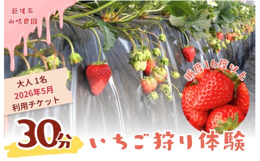 山崎農園いちご狩り　1名分チケット（2026年5月実施分） ／ いちご 苺 イチゴ ストロベリー いちご狩り イチゴ狩り 苺狩り フルーツ狩り 体験 チケット とちおとめ 紅ほっぺ 果物 フルーツ 2116469 - 千葉県匝瑳市
