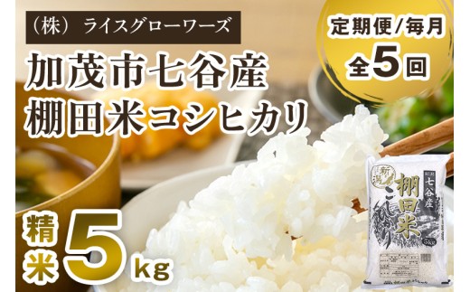 【令和7年産】【定期便5ヶ月毎月お届け】七谷産 棚田米 コシヒカリ 精米 5kg《順次出荷》 白米 （株）ライスグローワーズ 新潟県 加茂市産 白米 米 お米 定期便