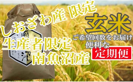 【令和7年産】【定期便5kg×6ヶ月】玄米 しおざわ産限定 生産者限定 南魚沼産コシヒカリ