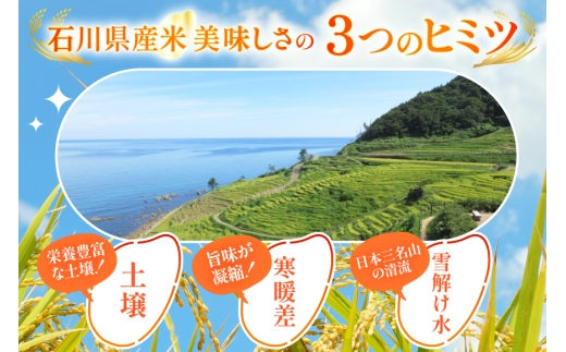 石川県宝達志水町のふるさと納税 【期間限定発送】 米 令和7年 石川県産 石川米こしひかり【穂立】20kg （10kg ×2袋）[中橋商事 饗のこめ (あえのこめ) 石川県 宝達志水町 38601199] コシヒカリ お米 コメ 白米 精米 おこめ こめ 20キロ ごはん ご飯 国産