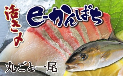 AG-CD1 【先行予約受付中】東京オリンピック供給資格「AEL(養殖エコラベル)」認証取得のカンパチ！活き〆プレミアムフィッシュ「e-かんぱち」丸ごと1尾(ラウンド・3.0kg～3.8kg)【マルエイ水産】