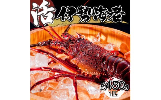 HRISI-45 【先行予約】 ＜数量限定＞宮崎県串間産伊勢エビ（約450g）【合同会社Houryoumaru】 1358127 - 宮崎県串間市