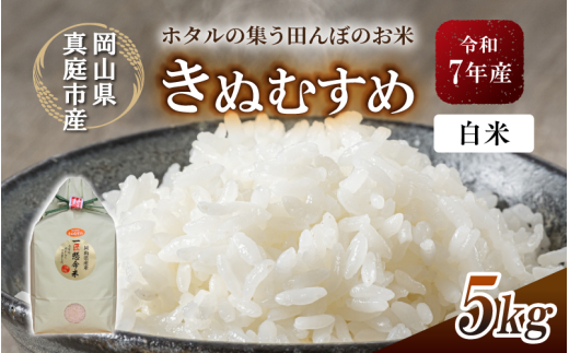 令和7年産 真庭市のきぬむすめ 白米 5kg / お米 国産 岡山県 米 きぬむすめ 人気 ブランド 2025年産 【tkns005-01-cho】