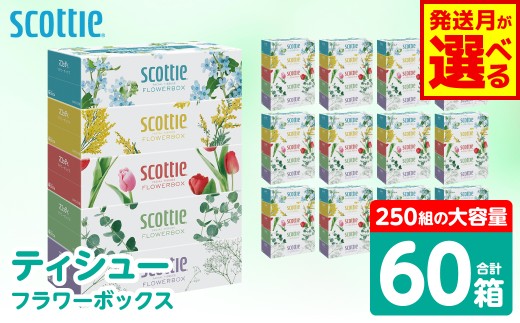 【スコッティ】 ティシュー フラワーボックス 250組 5箱パック×12 合計60箱