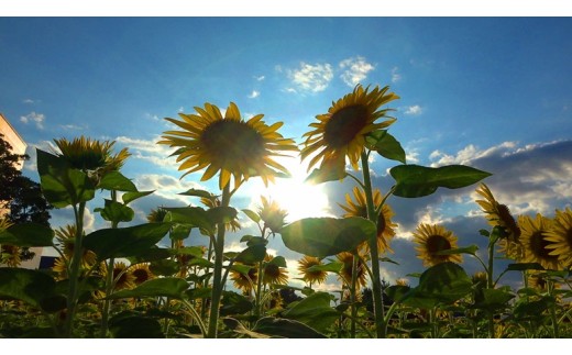 き25-007 【鳥取ゾンタクラブ】届け平和への想い!琴浦ひまわり畑(思いやり型返礼品)