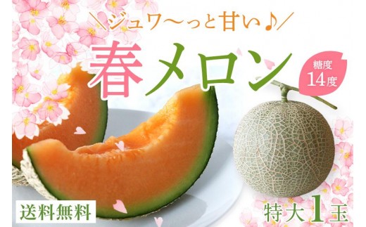 沖縄県宮古島産 春メロン【特大１玉】｜贈答用・高級・赤肉メロン（琉球マルシェ）