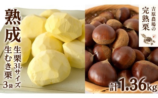 【 吉原農場 の 完熟栗 】 熟成 生栗 1kg 3Lサイズ ・ 生むき栗 3袋 セット 令和7年産 完熟 栗 くり クリ 栗ごはん 贈答 ギフト 果物 フルーツ 数量限定 旬 秋 冬 正月 おせち 