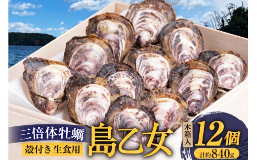 殻付き牡蠣 生食用 三倍体牡蠣 島乙女 約840g 12個入 [カネキ水産 宮城県 気仙沼市 20565985] 牡蠣 期間限定 冷蔵 新鮮 濃厚 カキ かき 生牡蠣 魚貝類 貝 海鮮 魚介類 なべ カキフライ 牡蠣ご飯 魚介