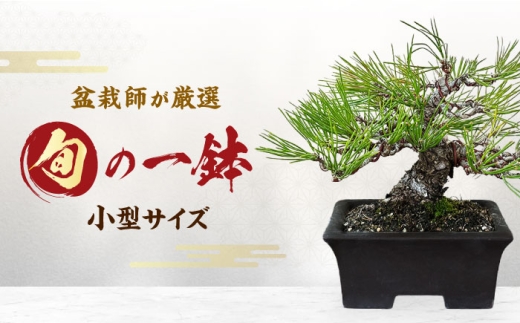 緑の芸術盆栽（小型サイズ）/ 盆栽 ぼんさい 盆栽松 松 盆栽鉢 初心者 観葉植物 ミニ盆栽 インテリア 室内 癒し 和モダン 庭木 門出 お祝い プレゼント ギフト / 稲沢市 / 芳津園 [BMAI001]